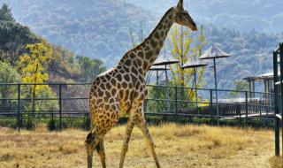 无锡动物园门票团购