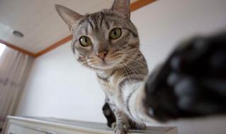 你摸摸看它有多想你