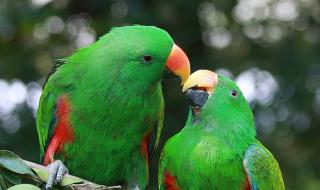 长隆野生动物园团购 长隆野生动物园团购