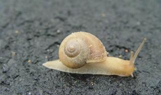 日本核废水需要囤盐吗 日本核废水需要囤盐吗