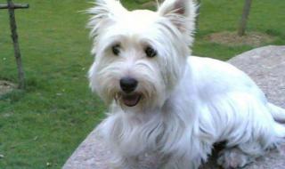 西高地犬多少钱一只