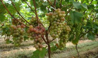 中量元素水溶肥 中量元素水溶肥