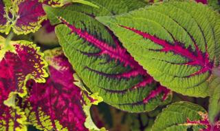 全国花粉过敏预警地图 全国花粉过敏预警地图